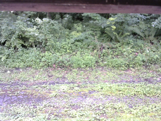 長野県菅平高原 ゆたか山荘 東側(坂下) 2026/07/27 12:30