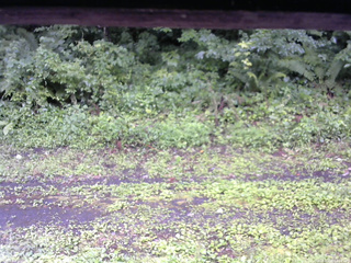 長野県菅平高原 ゆたか山荘 東側(坂下) 2026/07/28 14:00
