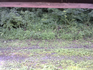 長野県菅平高原 ゆたか山荘 東側(坂下) 2026/07/29 09:45