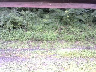 長野県菅平高原 ゆたか山荘 東側(坂下) 2026/07/29 10:15