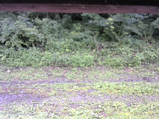 長野県菅平高原 ゆたか山荘 東側(坂下) 2026/07/29 12:15
