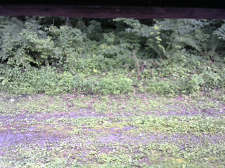 長野県菅平高原 ゆたか山荘 東側(坂下) 2026/07/29 15:45