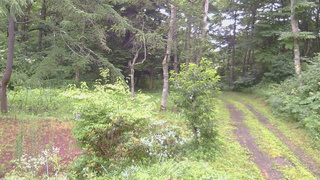 長野県菅平高原 ゆたか山荘 坂上 2026/07/29 05:30