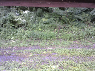 長野県菅平高原 ゆたか山荘 東側(坂下) 2026/08/06 12:30