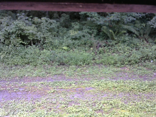 長野県菅平高原 ゆたか山荘 東側(坂下) 2026/08/07 11:45