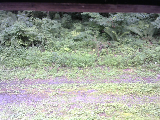 長野県菅平高原 ゆたか山荘 東側(坂下) 2026/08/08 09:45
