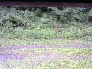 長野県菅平高原 ゆたか山荘 東側(坂下) 2026/08/08 10:00