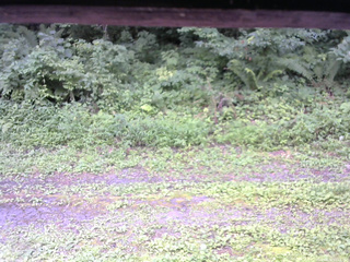 長野県菅平高原 ゆたか山荘 東側(坂下) 2026/08/08 10:15