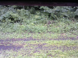 長野県菅平高原 ゆたか山荘 東側(坂下) 2026/08/08 11:30
