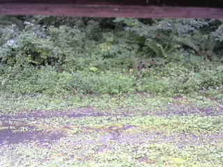 長野県菅平高原 ゆたか山荘 東側(坂下) 2026/08/08 13:00