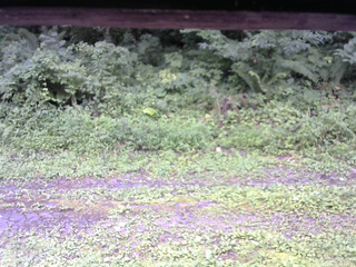 長野県菅平高原 ゆたか山荘 東側(坂下) 2026/08/11 08:45