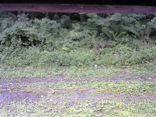 長野県菅平高原 ゆたか山荘 東側(坂下) 2026/08/11 09:15