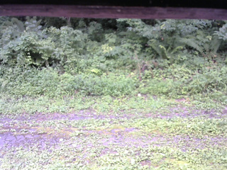 長野県菅平高原 ゆたか山荘 東側(坂下) 2026/08/11 10:00