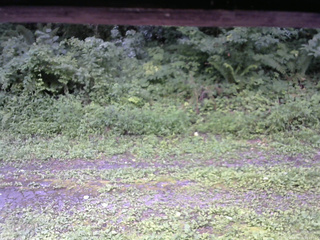 長野県菅平高原 ゆたか山荘 東側(坂下) 2026/08/11 10:45