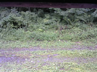 長野県菅平高原 ゆたか山荘 東側(坂下) 2026/08/11 11:00