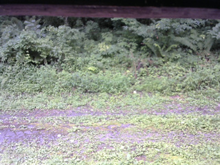 長野県菅平高原 ゆたか山荘 東側(坂下) 2026/08/11 11:30