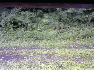 長野県菅平高原 ゆたか山荘 東側(坂下) 2026/08/12 07:45