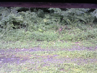 長野県菅平高原 ゆたか山荘 東側(坂下) 2026/08/13 14:15