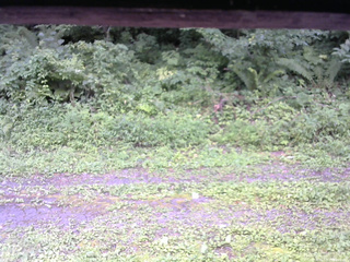 長野県菅平高原 ゆたか山荘 東側(坂下) 2026/08/15 15:45