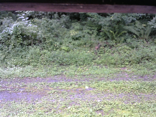 長野県菅平高原 ゆたか山荘 東側(坂下) 2026/08/16 11:15