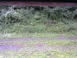 長野県菅平高原 ゆたか山荘 東側(坂下) 2026/08/17 11:15