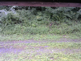 長野県菅平高原 ゆたか山荘 東側(坂下) 2026/08/17 11:30