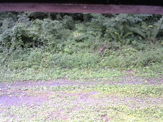 長野県菅平高原 ゆたか山荘 東側(坂下) 2026/08/19 09:15