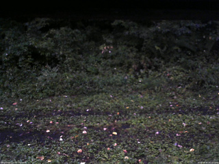 長野県菅平高原 ゆたか山荘 東側(坂下) 2026/08/30 05:15