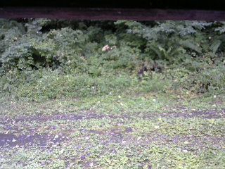 長野県菅平高原 ゆたか山荘 東側(坂下) 2026/09/04 08:45