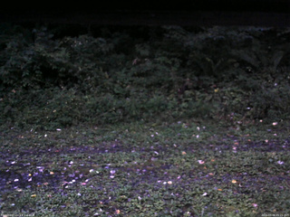 長野県菅平高原 ゆたか山荘 東側(坂下) 2026/09/06 05:15
