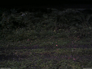 長野県菅平高原 ゆたか山荘 東側(坂下) 2026/09/14 05:15