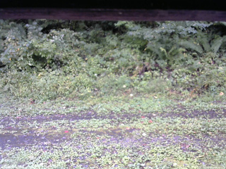 長野県菅平高原 ゆたか山荘 東側(坂下) 2026/09/17 08:30