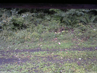長野県菅平高原 ゆたか山荘 東側(坂下) 2026/09/20 06:00