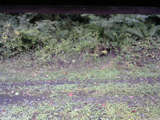 長野県菅平高原 ゆたか山荘 東側(坂下) 2026/09/26 14:00