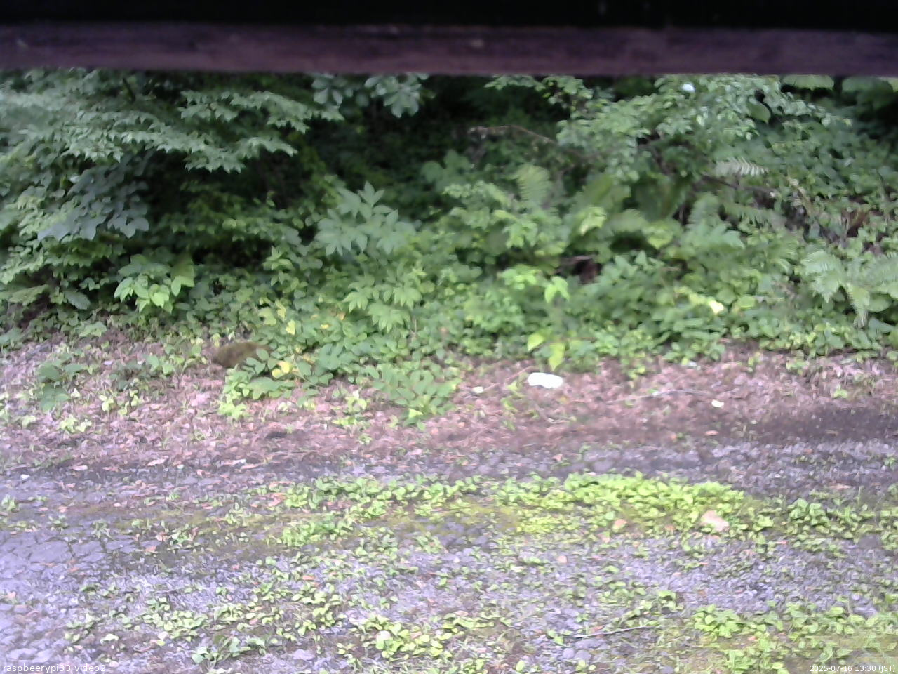 長野県菅平高原 ゆたか山荘 南側 2025/07/16 13:30