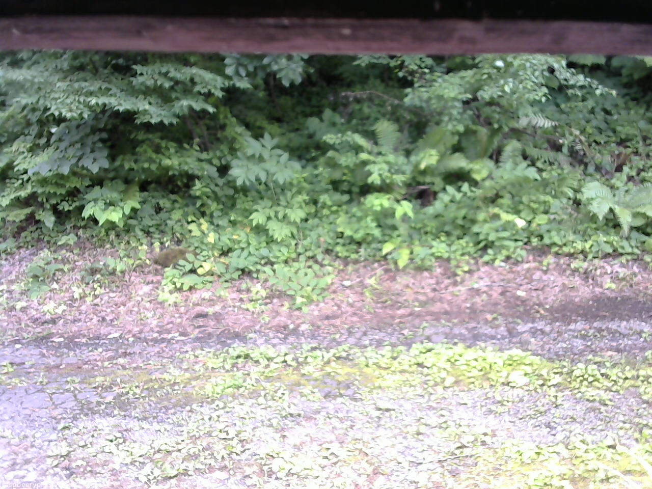 長野県菅平高原 ゆたか山荘 南側 2025/07/16 15:00