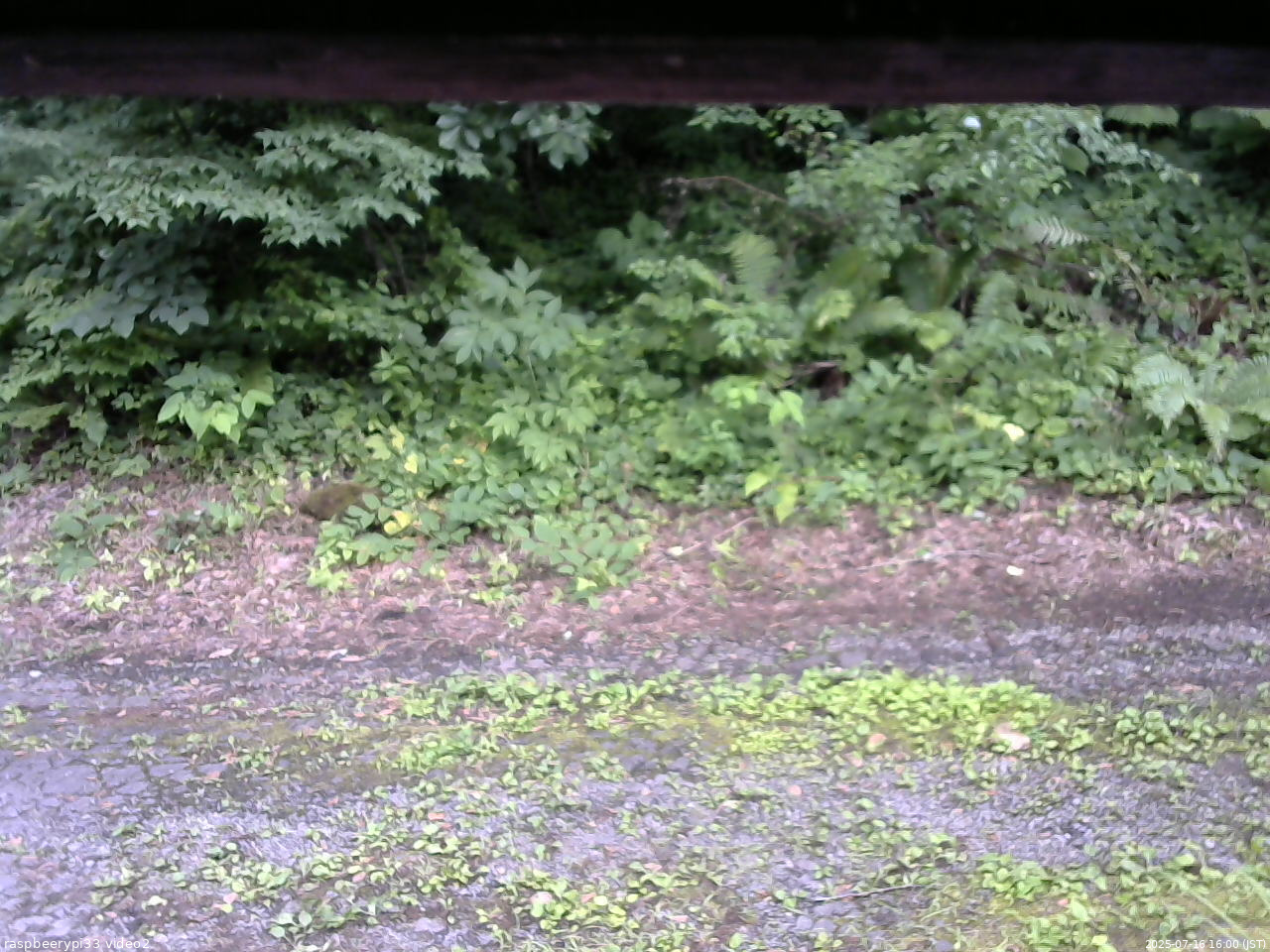 長野県菅平高原 ゆたか山荘 南側 2025/07/16 16:00