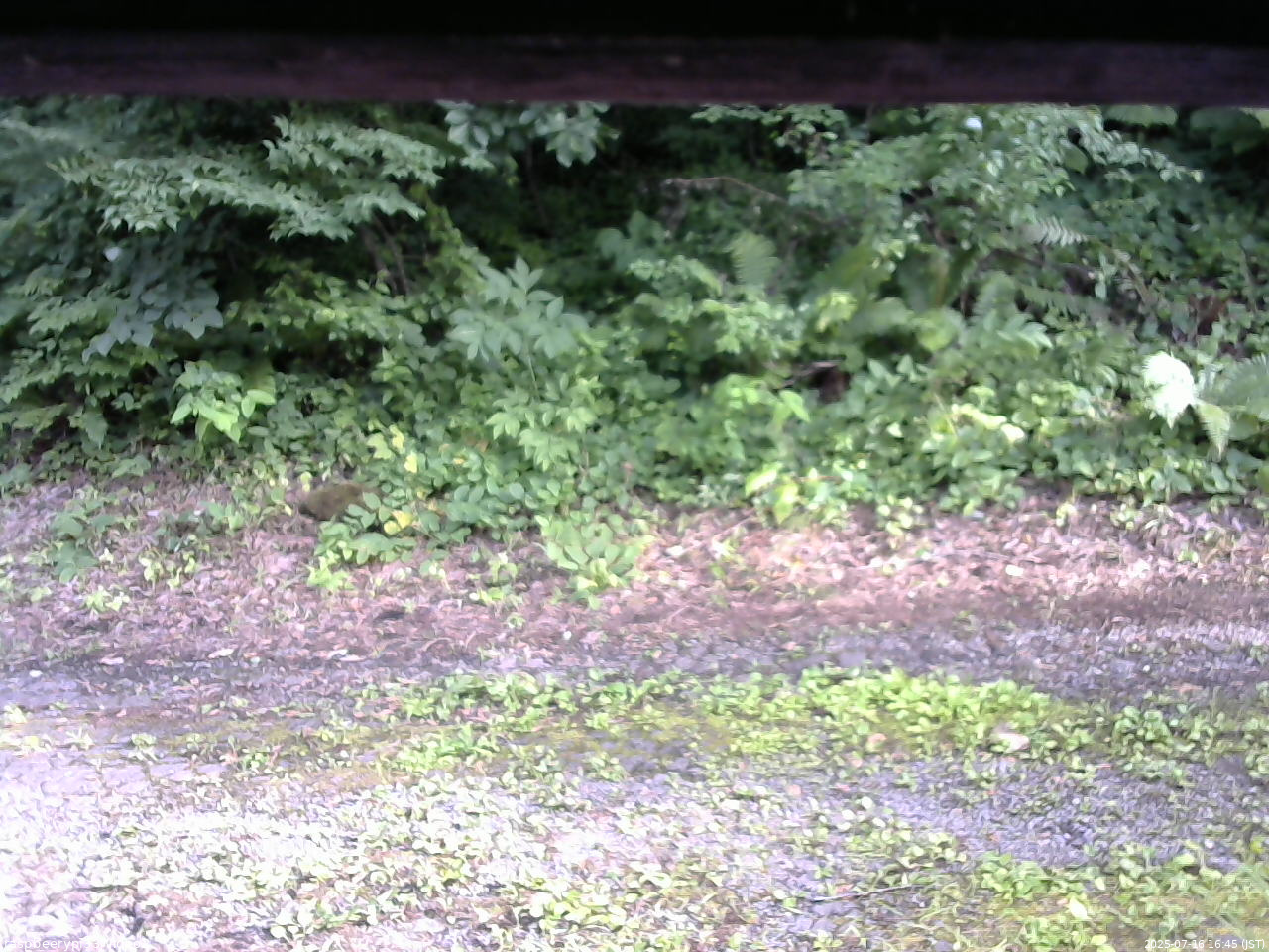 長野県菅平高原 ゆたか山荘 南側 2025/07/16 16:45