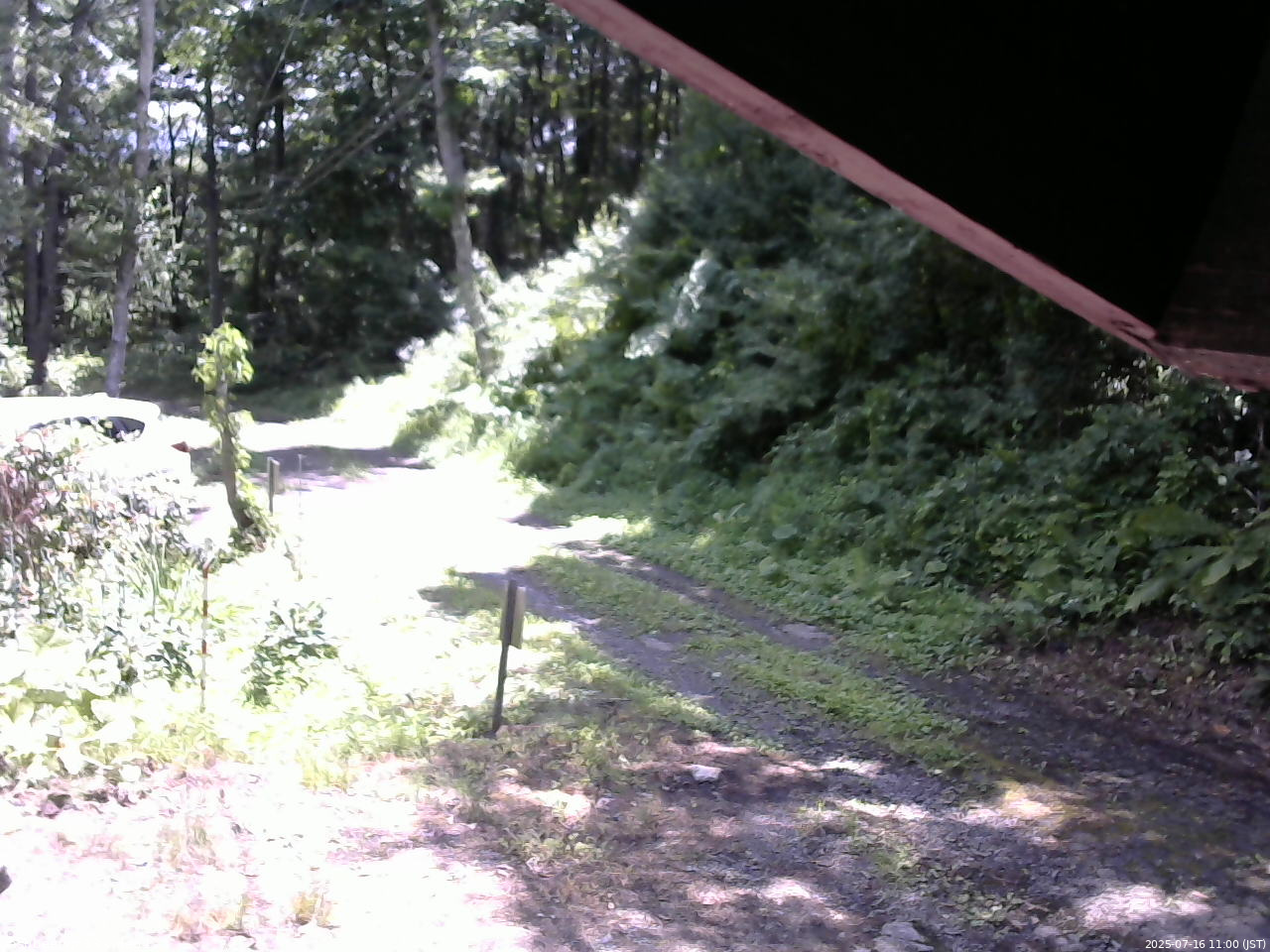 長野県菅平高原 ゆたか山荘 東側(坂下) 2025/07/16 11:00