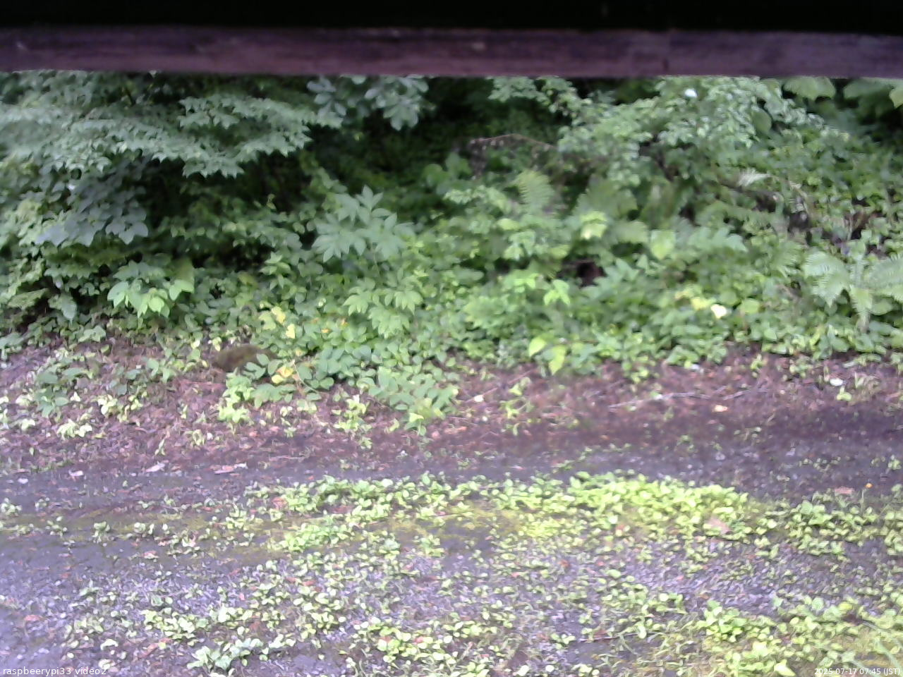 長野県菅平高原 ゆたか山荘 南側 2025/07/17 07:45