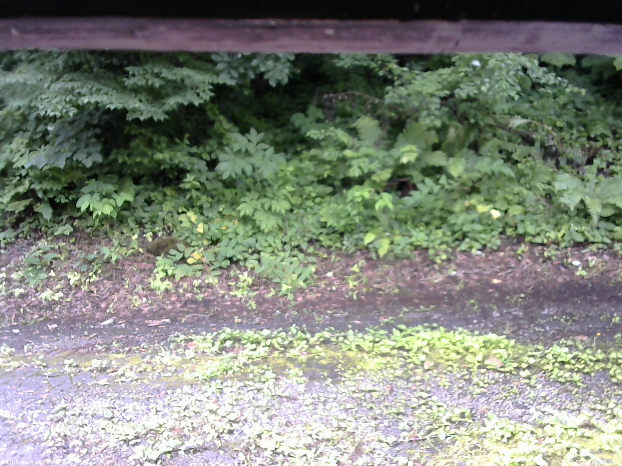 長野県菅平高原 ゆたか山荘 南側 2025/07/17 08:45