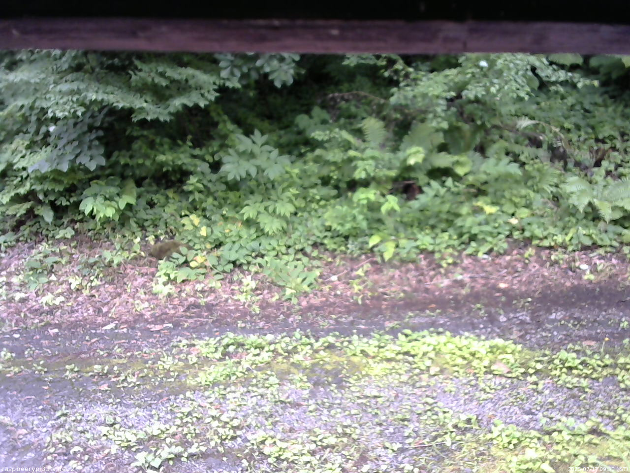 長野県菅平高原 ゆたか山荘 南側 2025/07/17 09:30