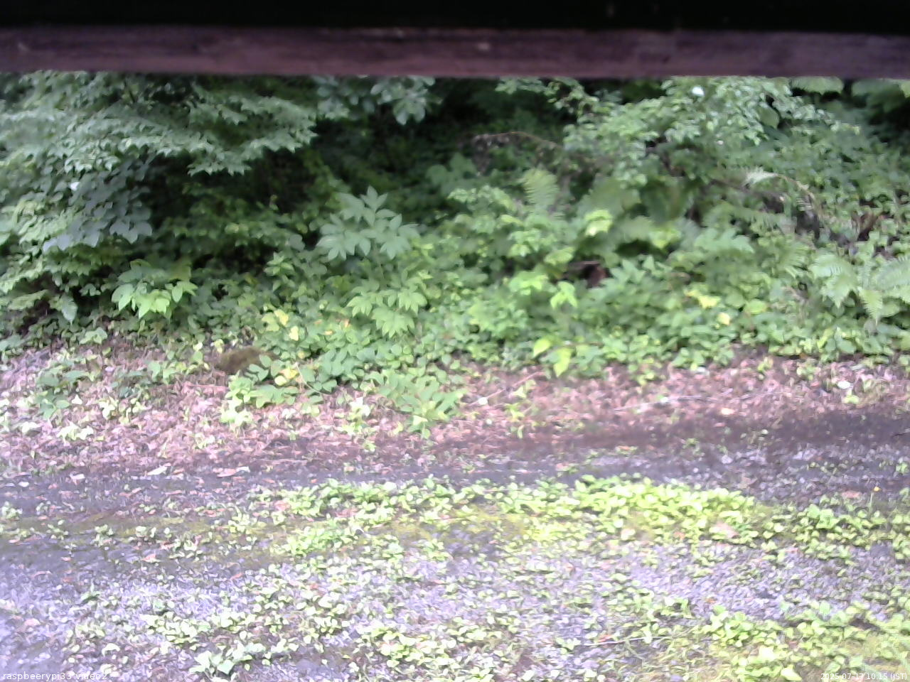 長野県菅平高原 ゆたか山荘 南側 2025/07/17 10:15