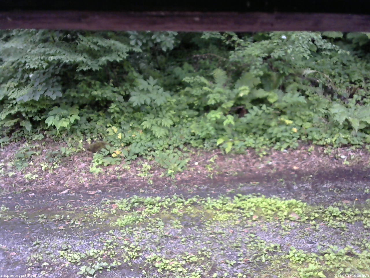 長野県菅平高原 ゆたか山荘 南側 2025/07/17 10:30