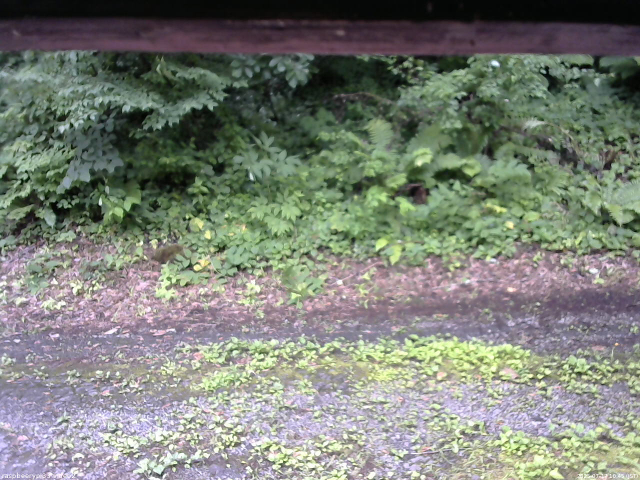 長野県菅平高原 ゆたか山荘 南側 2025/07/17 10:45