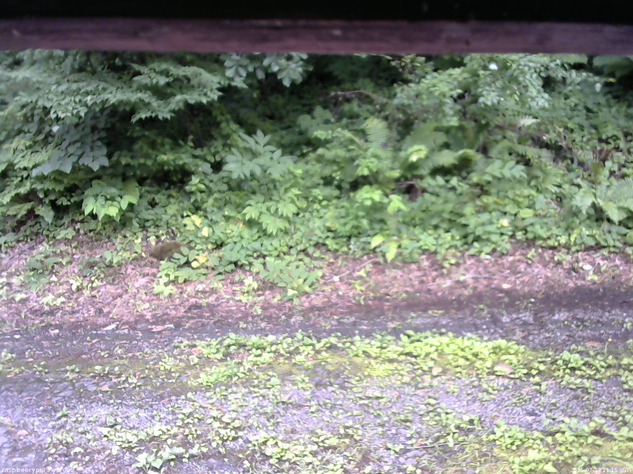 長野県菅平高原 ゆたか山荘 南側 2025/07/17 11:15