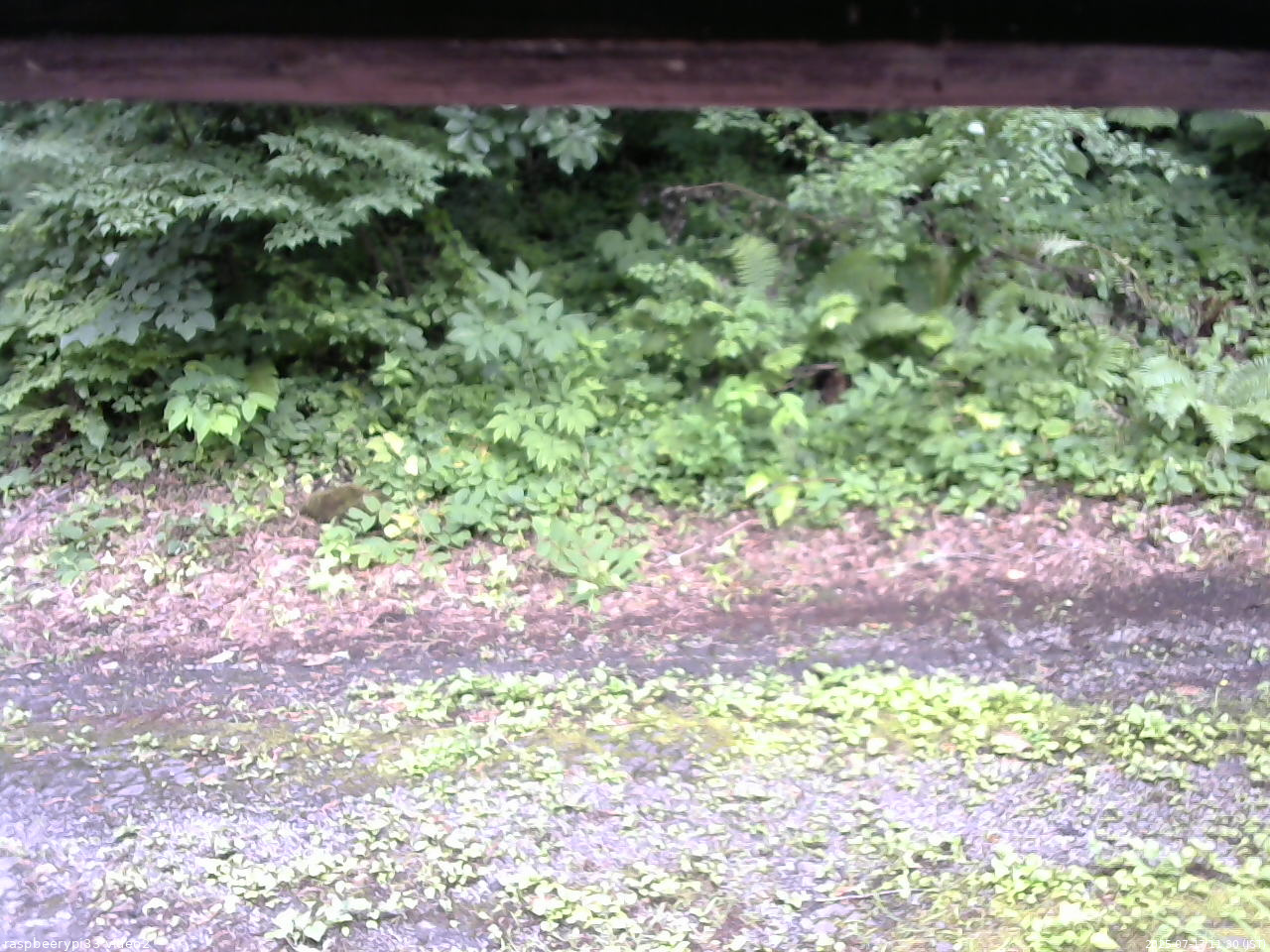 長野県菅平高原 ゆたか山荘 南側 2025/07/17 11:30