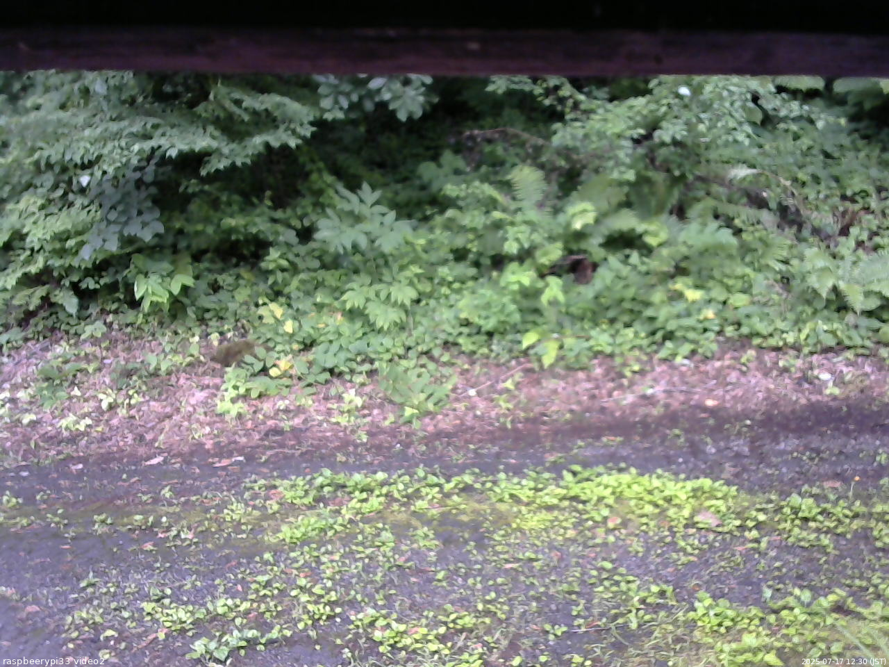 長野県菅平高原 ゆたか山荘 南側 2025/07/17 12:30
