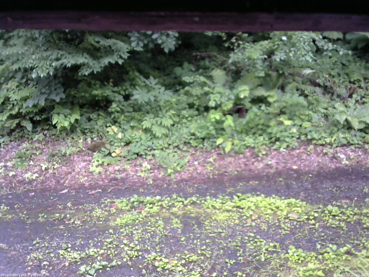 長野県菅平高原 ゆたか山荘 南側 2025/07/17 12:45