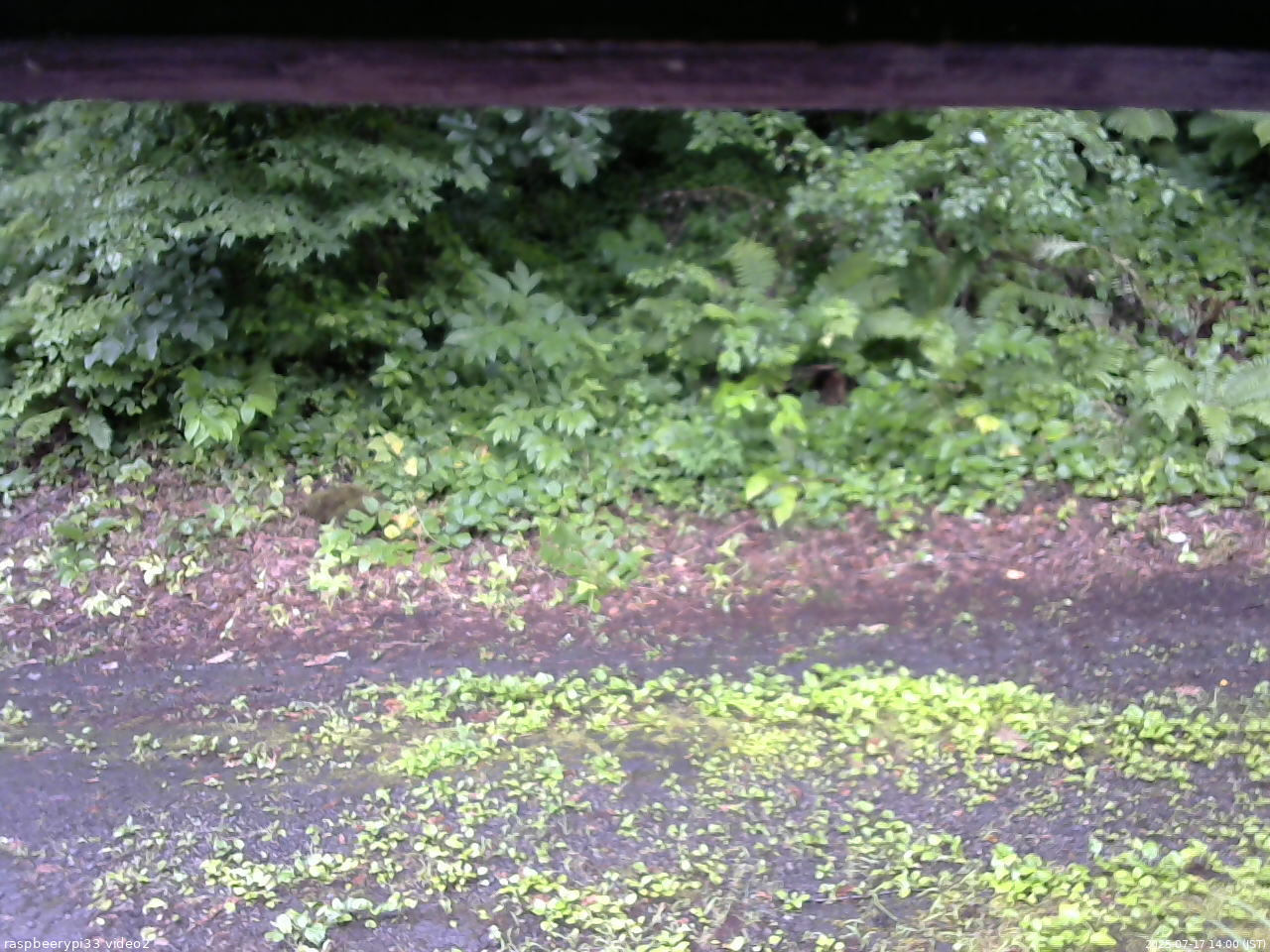 長野県菅平高原 ゆたか山荘 南側 2025/07/17 14:00